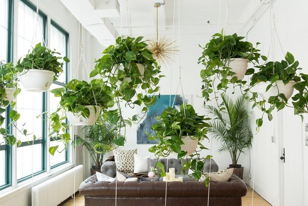 10 неубиваемых комнатных растений, которые украсят ваш дом