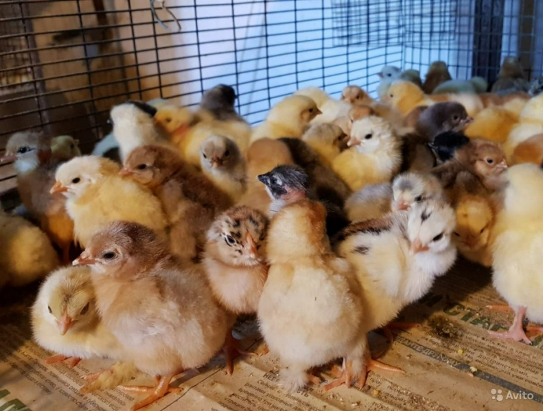 Мои первые сто цыплят. История инициации