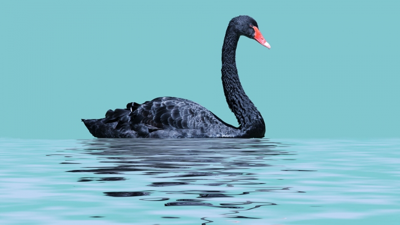 Эксперты: дефолт Evergrande не станет "черным лебедем" для мирового рынка