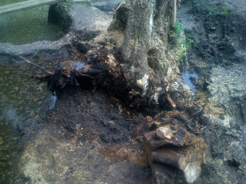 Как выкопать лопатой «море» в лесу