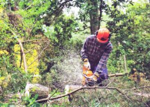 Как расчистить участок от древесной растительности?